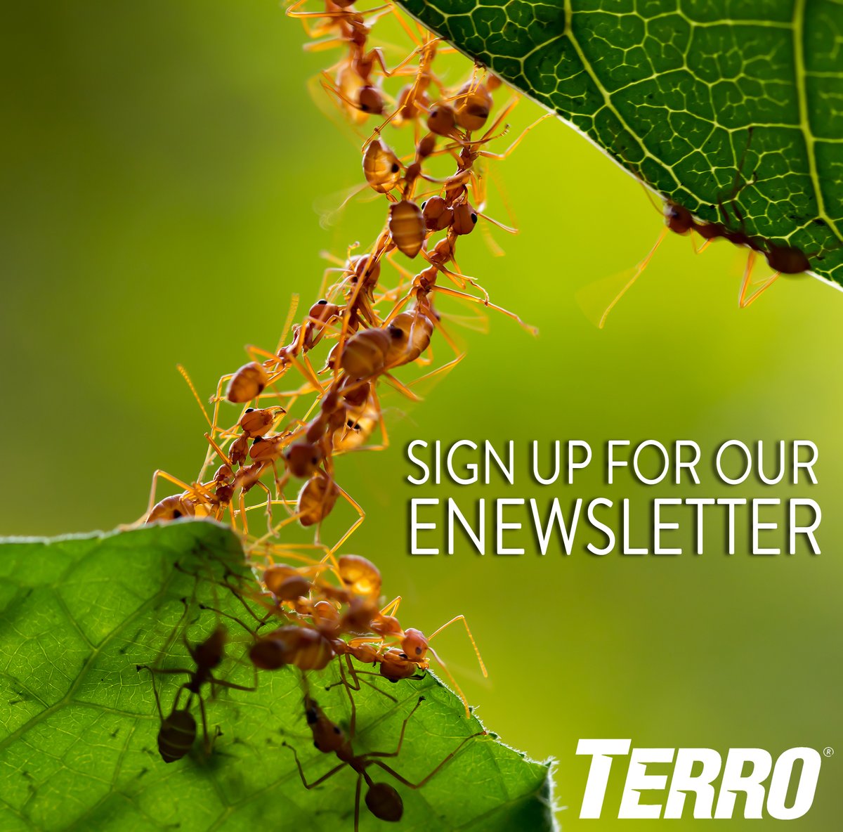 Have you signed up for our newsletter yet? Sign up now and be the first to know about exclusive offers, new products, and the latest expert advice! terro.com/enewsletter
