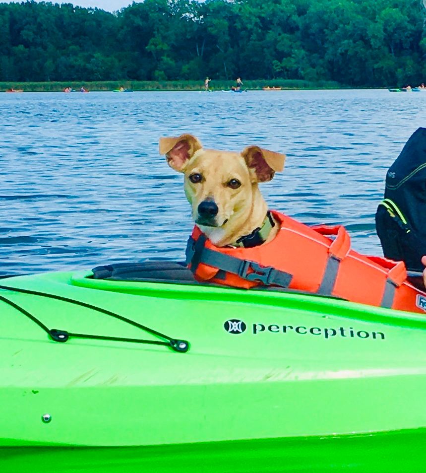 Our niece, Rosie, kayaking the lakes of Minneapolis. 
.
.
.
.
.
.
.
.
#minneapolis #Minnesota #stlouispark #landloflakes #kayaking #Summer2020 #minneapolisdog #minneapolisdogs #dogsofminneapolis #dogsofminnesota #minnesotadog #minnesotadogs