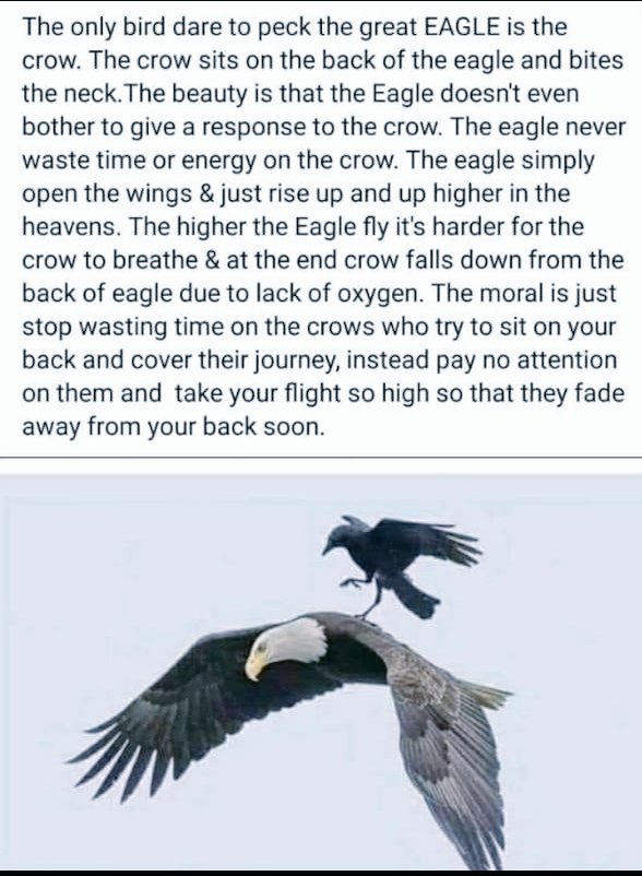 the_eagle__12's tweet photo. #TuesdayMorning #TuesdayMotivation #bekind #begentle #lifequotes #risehigh #learntoignore https://t.co/ZNttiGYmj9