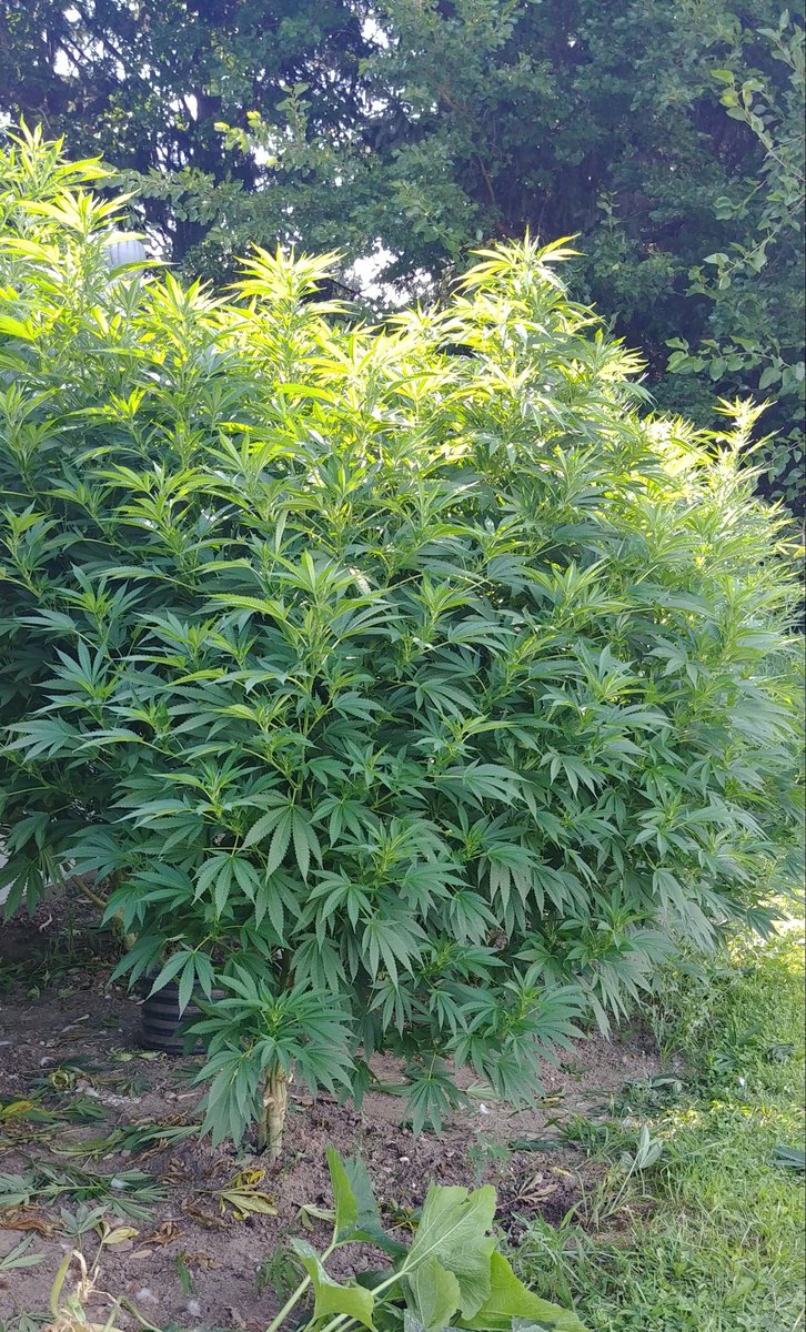 only1wayneking's tweet photo. 1st OG Kush
2nd Durban Poison
3rd Tutankhamen 
4th Hanging between OG Kush &amp; Durban Poison... Pink Kush rear of Durban 🌱🔥☝😎
#GrowOrganic #LivingSoil #GrowYourOwn #Naturally https://t.co/mKVbmlsJ0n