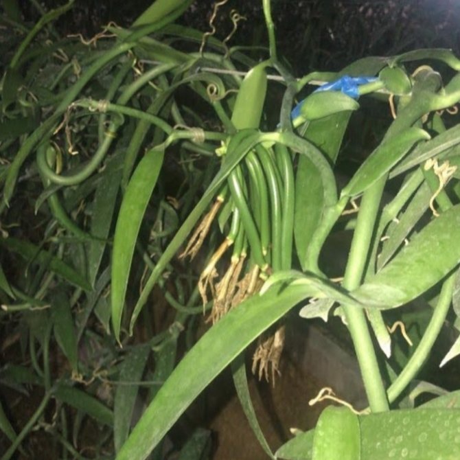 The secret life of the vanilla vine.#vanilla #vanillabean #vanillaplanifolia #pompona #vanillapompona #vanillabeans #mexican #mexicanvanilla #mexicanvanillabeans #vanillabakery #vanillasugar #vanillacookies #baking #vanillaplant #orchid #vanillaaroma #mexicanproduct #chef