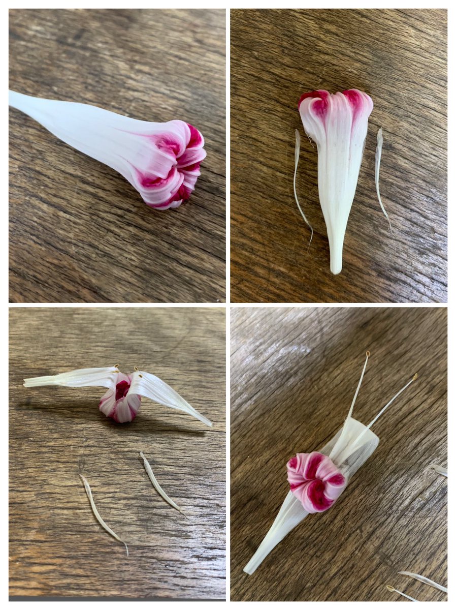 Inori アサガオの萎れた花でカタツムリをつくりました 暑すぎる日が続いて朝顔も綺麗に萎れられなかったのですが 今朝は綺麗に萎れていたのでカタツムリにしました 8月3日と6日に貼ったカラスウリとアサガオの水シールはまだ綺麗です