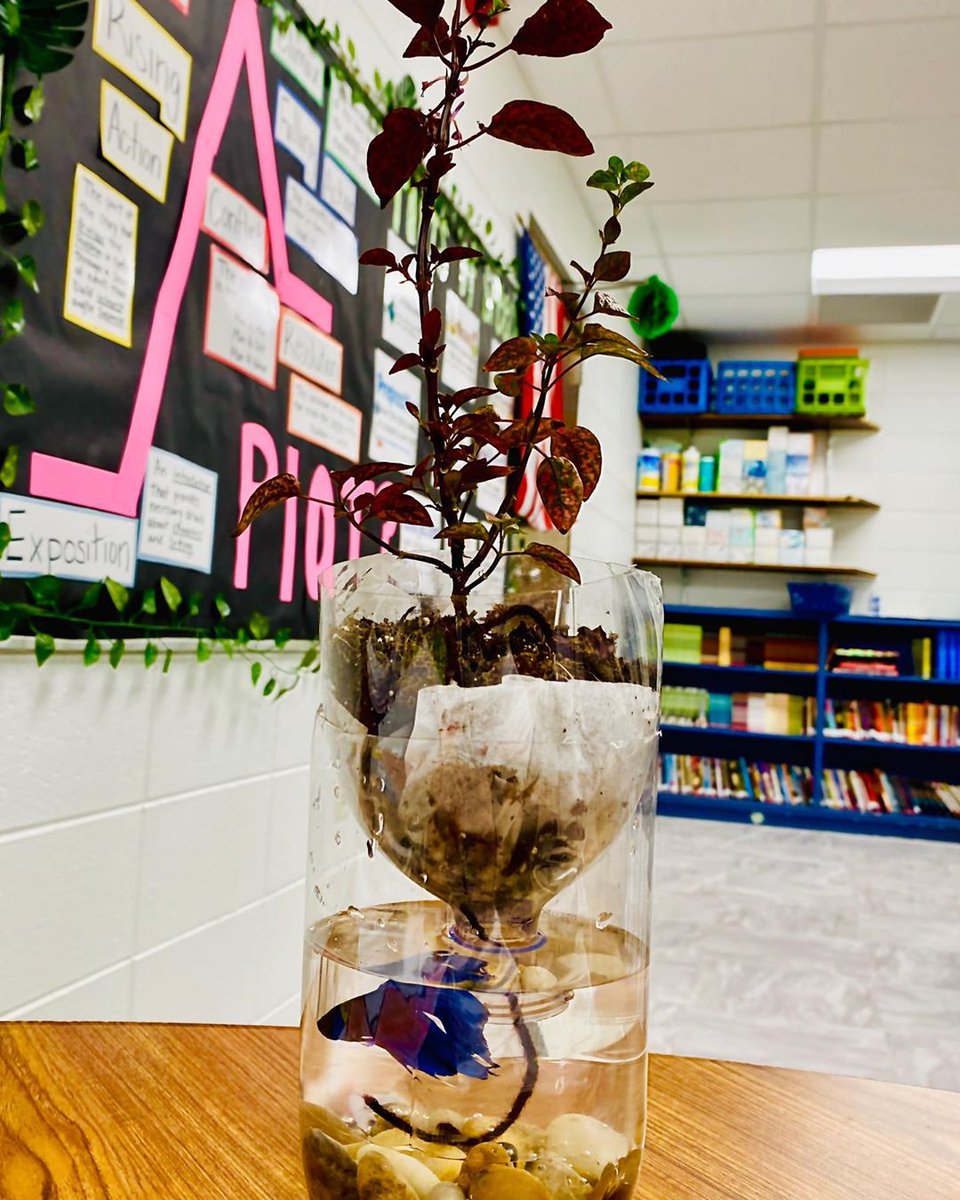 Mariah Warne tweet media