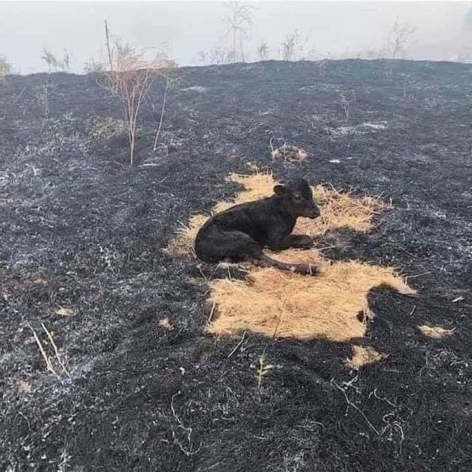 Adana'nın #Kozan İlçesi'nde 2 gündür devam eden orman yangınında bir mucize yaşandı. Kimsesiz, bir başına yangının içinde mahsur kalmış bir buzağı. Yangın söndürüldüğünde ise 'kimsesiz' olmadığı anlaşılmış.. Esirgeyen ve bağışlayan Allah'tır. <a href="/bizadanaliyik/">Adanacity</a> haber için teşekkür.