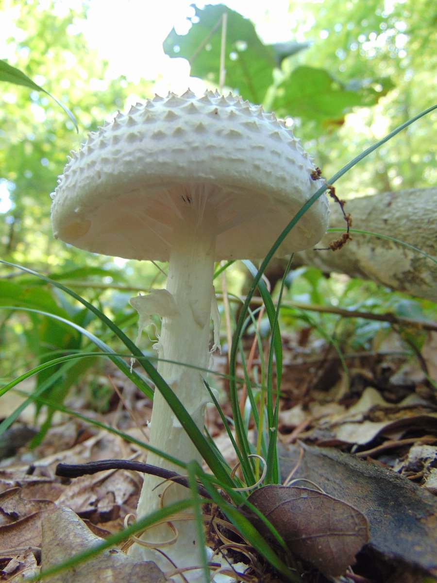 The 2nd rule of the Mushroom Cult is to go in the woods and take pictures of mushrooms.