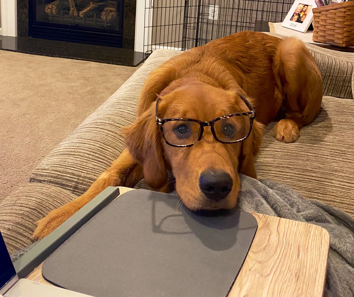 _HuddyHudson_'s tweet photo. Okay hoomans, let’s get this school work done so we can play! Professor Hudson is ready for today’s lesson! #goldenretriever #dogsoftwitter #gradwork https://t.co/kXkRRsT0XQ