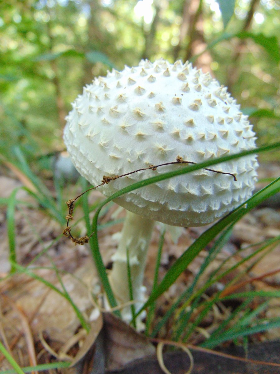 The 2nd rule of the Mushroom Cult is to go in the woods and take pictures of mushrooms.