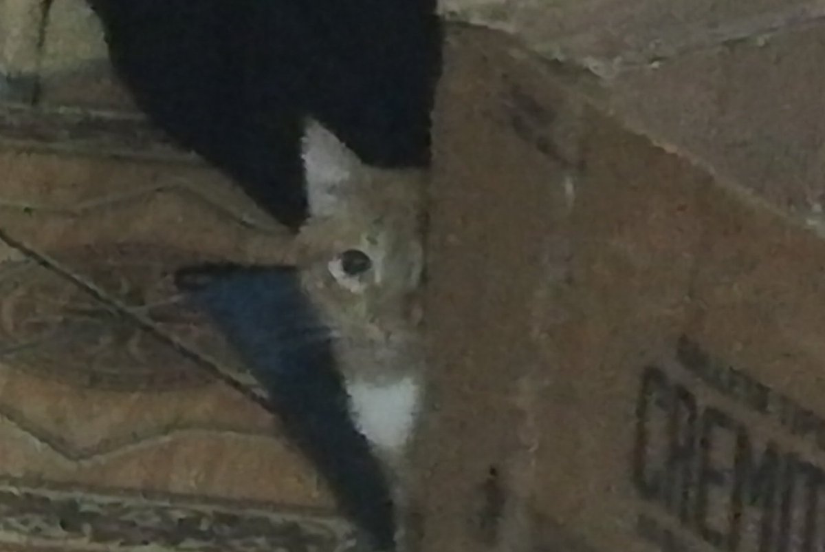 bettocr's tweet photo. Siento que alguien me vigila 👀
#KaliG https://t.co/FqsjZl0DxL