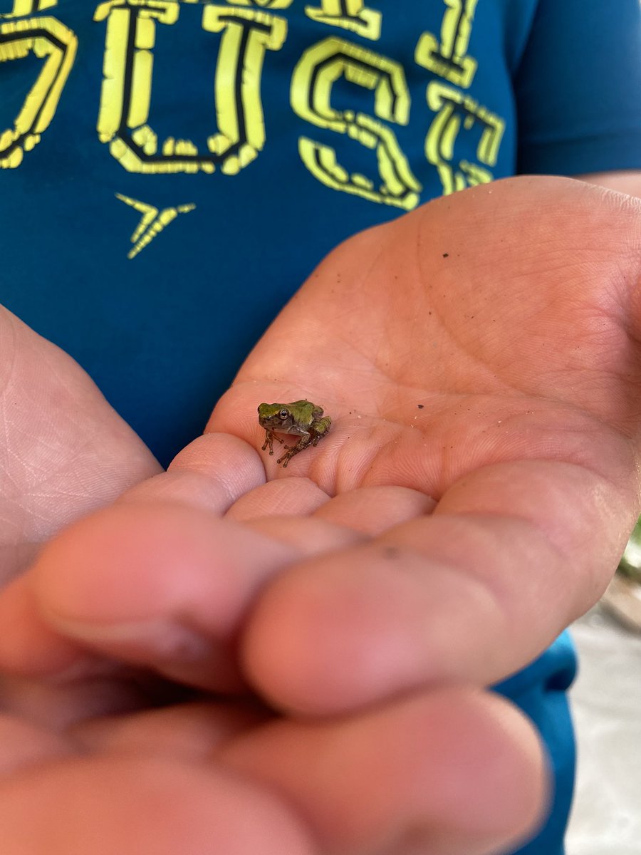 jennesqky's tweet photo. @pike_christa!   They are tree frogs!!!! First release tonight!  #TMGenius #WMSwildcat #tadpolestotreefrogs @bedmondsIII https://t.co/5Gr6WSGDyP