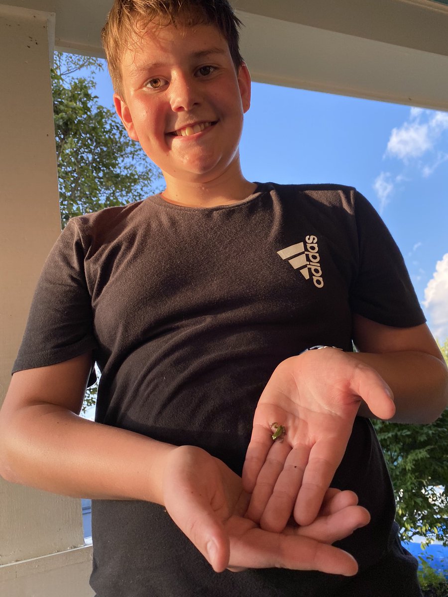 jennesqky's tweet photo. @pike_christa!   They are tree frogs!!!! First release tonight!  #TMGenius #WMSwildcat #tadpolestotreefrogs @bedmondsIII https://t.co/5Gr6WSGDyP
