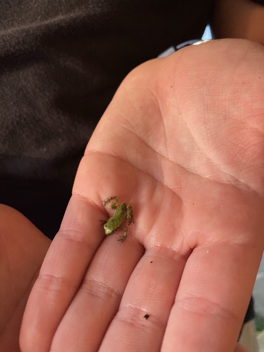 jennesqky's tweet photo. @pike_christa!   They are tree frogs!!!! First release tonight!  #TMGenius #WMSwildcat #tadpolestotreefrogs @bedmondsIII https://t.co/5Gr6WSGDyP