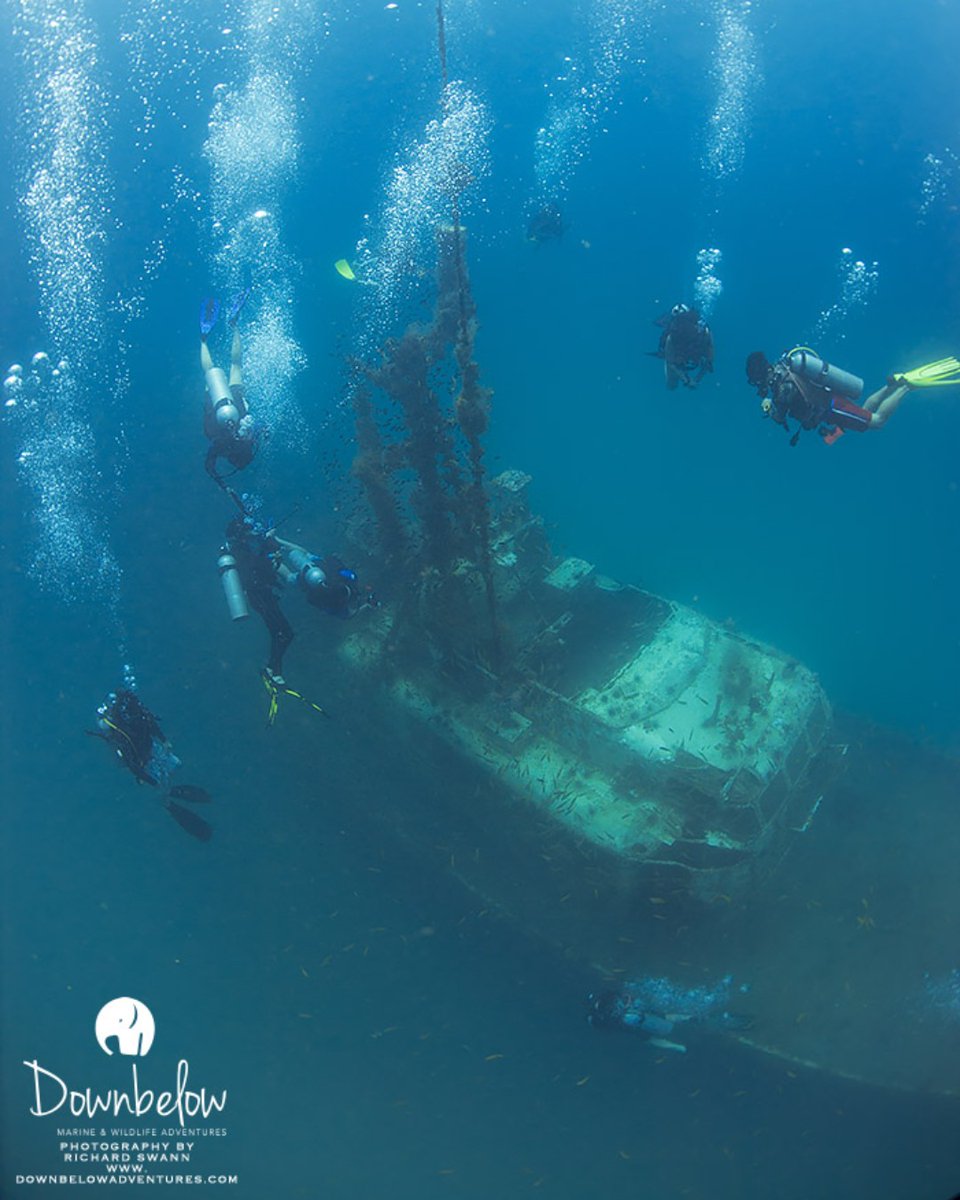 divedownbelow's tweet photo. Enter a ✨magical #underwater realm✨ that has captured our hearts and kept our love for #scuba #diving alive! #kkcity #sabah

Take advantage and plan ahead! Remember to insert the promo code "FREEDOMDIVE" at checkout page to enjoy 30% discount : https://t.co/7wtD6oq3hZ https://t.co/RczFhqJQWl