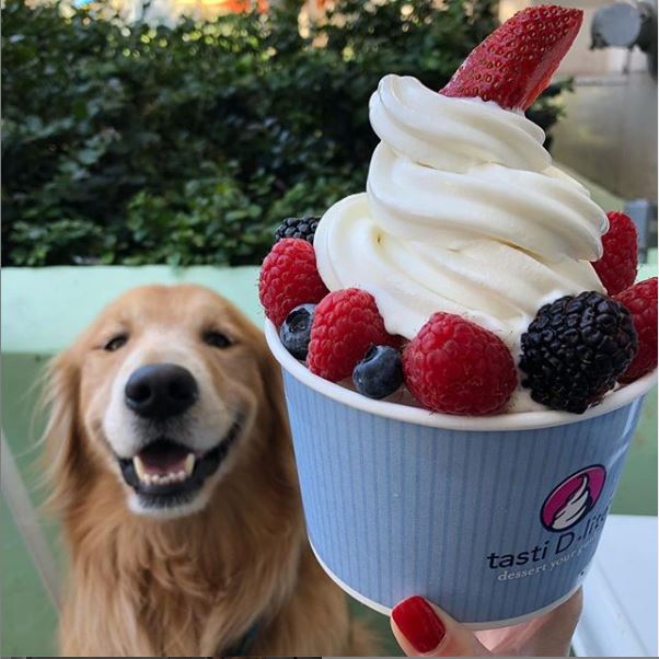 🐶+🍦= the greatest pairing of all time!
📷@glutenfree.followme