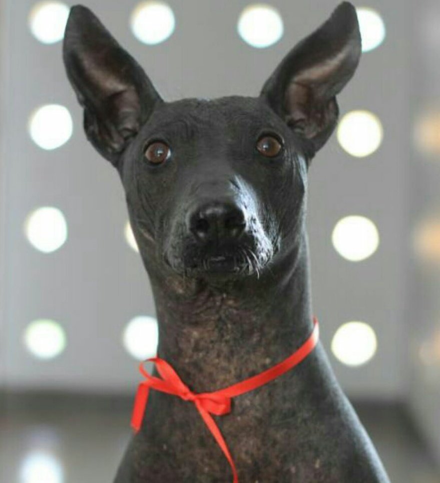 jac4ever's tweet photo. Que duro es separarse de un amigo para siempre. Adiós Rumi 🐾
#PerroPeruano #PerroCalato #mascota #AMİGO #Rumi #perrosinpelo https://t.co/yahuzhPupG