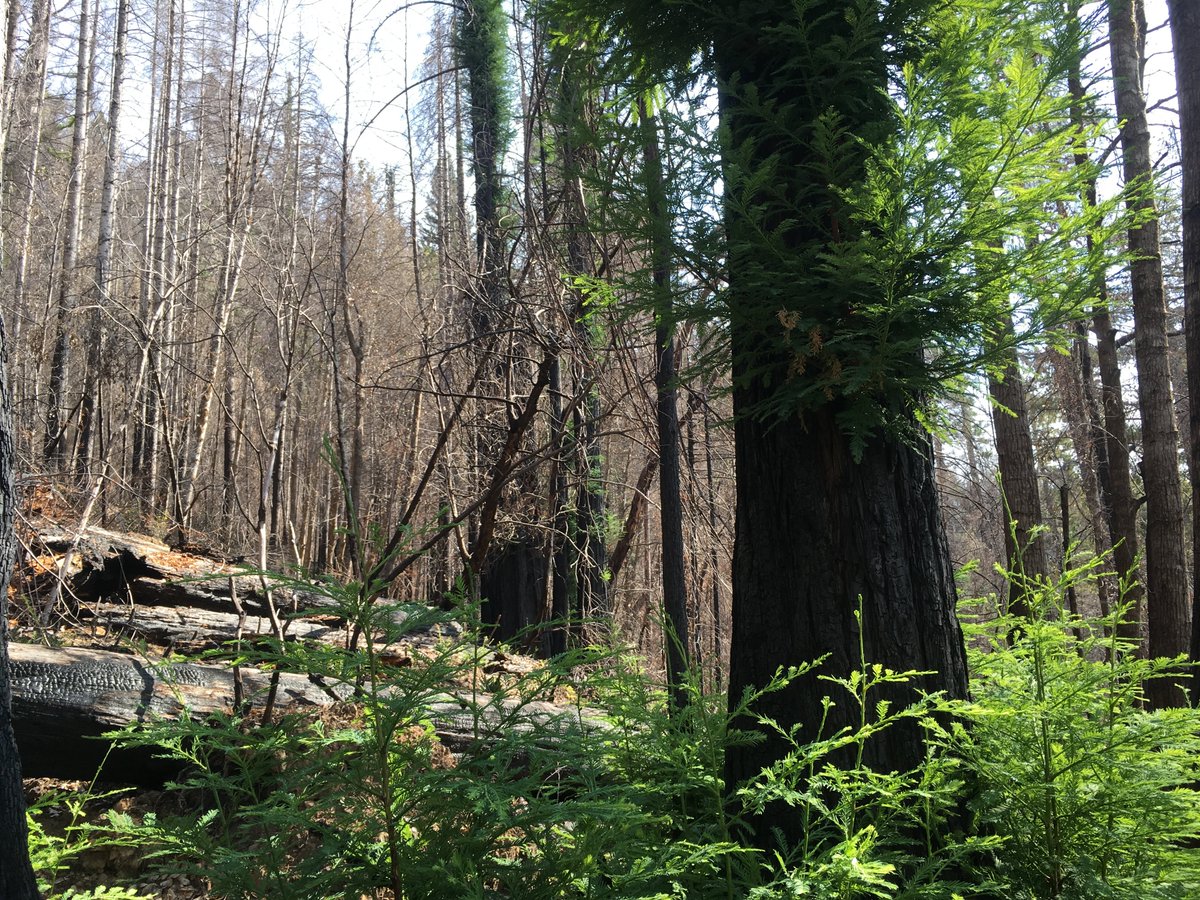 I've been so lucky to work with coast  #redwoods and fire for my graduate research. I've seen a lot of great information these past few days highlighting the fact that Sequoia sempervirens are highly resistant to and resilient in the face of fire. But how and why you might ask?