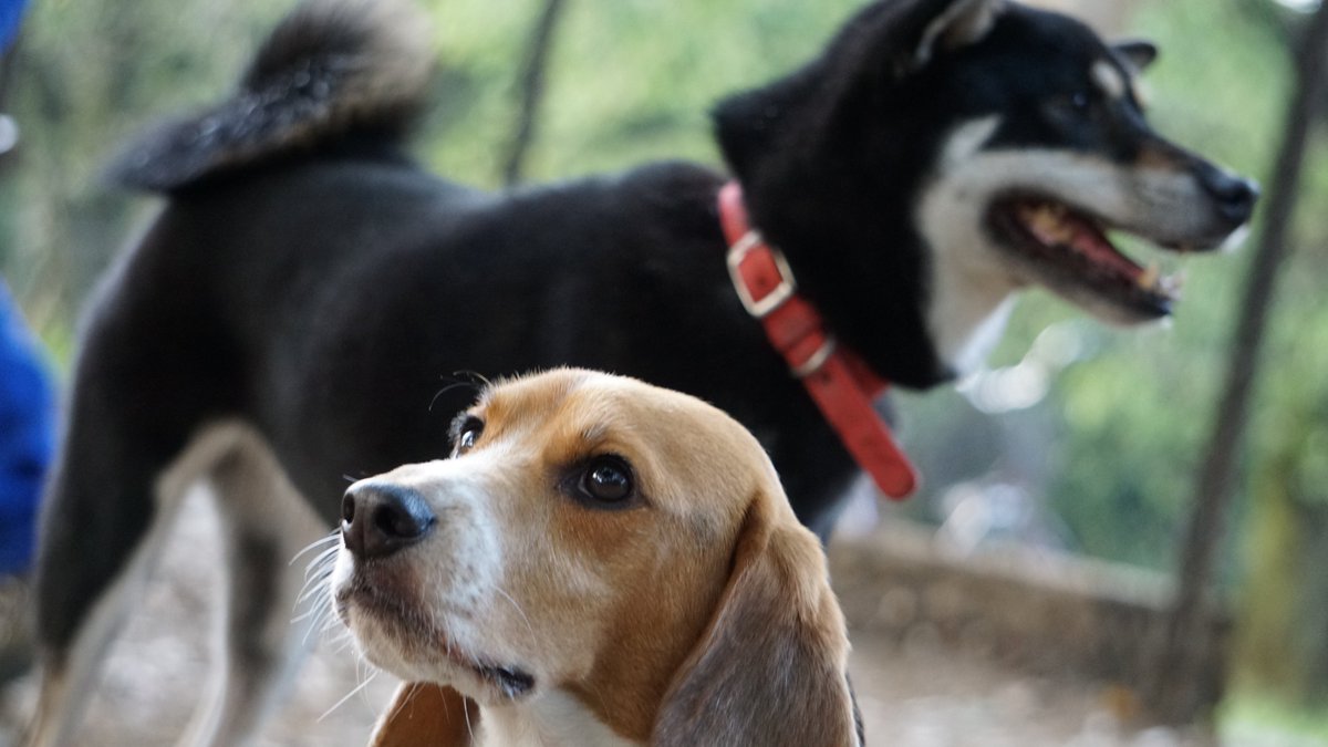 かとうりえ 昨年の今日の写真 ビーグル 黒柴 柴犬 Shibainu Beagle Dog