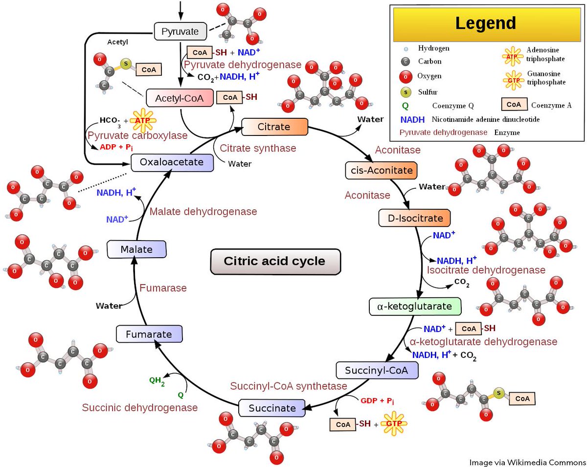 Hans Krebs who identified the citric acid cycle - also known as the Krebs cycle - was born #OTD in 1900. The cycle is a series of reactions that convert nutrients in to other molecules with a large amount of chemical energy.