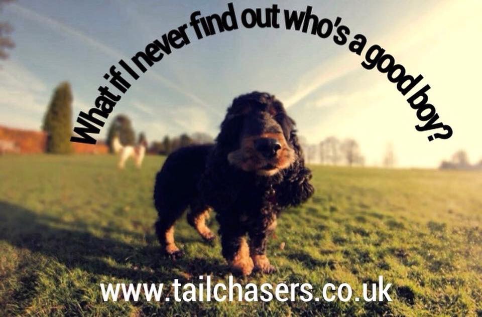 TailChasers1's tweet photo. The weather sounds grim out there! We’re still in business and have space if you fancy a break from the rain!
#Dog #tunbridgewells #spaniel #dogwalker #takeabreak #lovedogs https://t.co/PQRKrbYuJ3