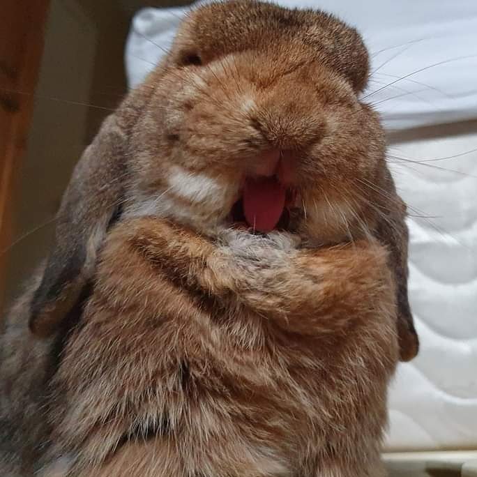 LittlestLives's tweet photo. Tongue out Tuesday π
#lovelittlelives #thelittlestlivesrescue #bunny #bunnies #rabbitrescue #rabbit #rabbits #rescuebun #rabbitsmatter #welovebunnies #ahutchisnotenough #worldofrabbits #cute #rabbitwelfare #rabbitlove #rabbitawareness #tuesday #tongueouttuesday #tuesdayvibes https://t.co/gDJRRLNKF8