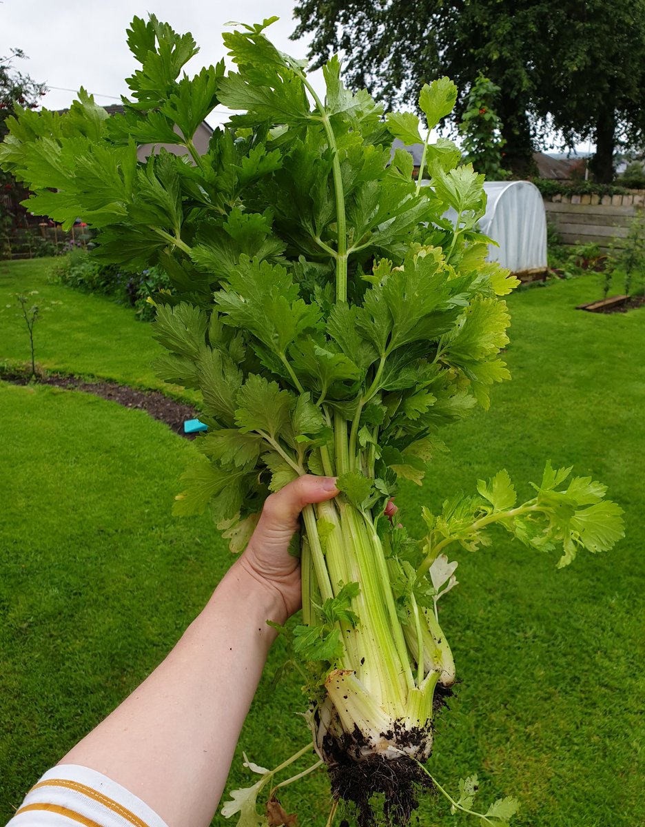 A quick dash out to harvest some #peatfree celery before the rains arrive. Cream of celery soup for lunch today 🙂🥣 
Did you know some UK supermarket celery is grown on drained fen #peatlands?
#growyourown #WorkLifeBalance #homeworking #NetZero #ZeroFoodMiles