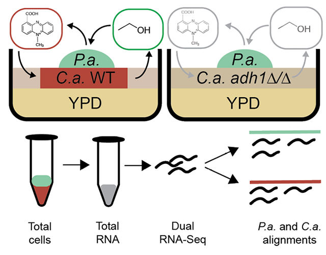 Conditional antagonism in co-cultures of Pseudomonas aeruginosa and Candida albicans: An intersection of ethanol and phosphate signaling distilled from dual-seq transcriptomics
-in <a href="/PLOSGenetics/">PLOS Genetics</a> from <a href="/thehoganlab/">Deborah Hogan</a> 
journals.plos.org/plosgenetics/a…
