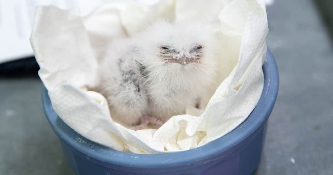 teresapeters's tweet photo. @juliaferraioli Not a gif, but I thought it was adorable. I hope your test went well. Just catching up. https://t.co/3l0XwAgSKX