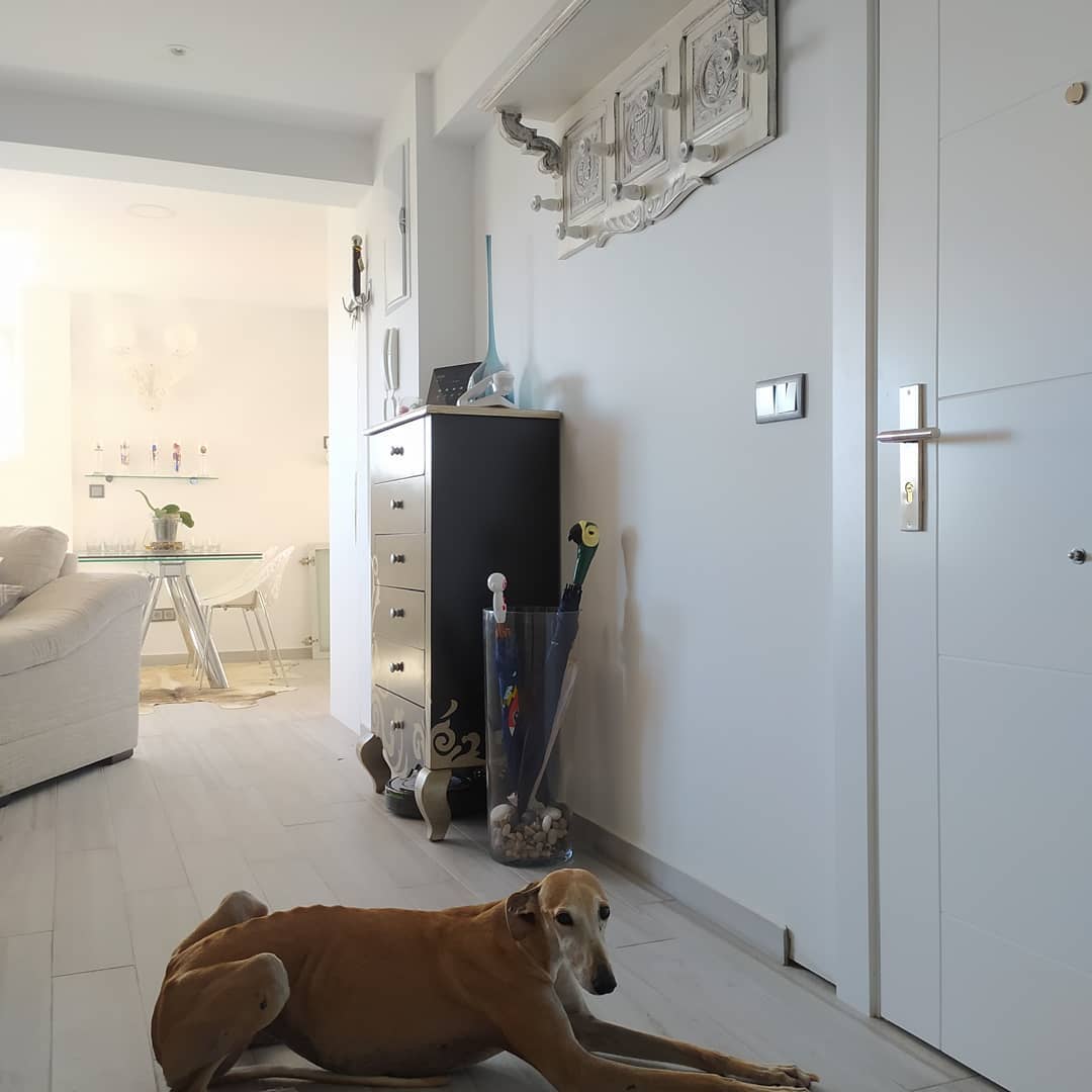 mimusostyle's tweet photo. #MimusoProjects 
A falta de algunos remates, ya tenemos la "vivienda para un galgo de sofá" lista.
Aquí os dejamos unas fotos con el proceso del proyecto:
- Estado final
- Proyecto
- Estado inicial
Parece mentira que sea la misma entrada verdad??
#arquitecturapetfriendly https://t.co/soDbBxE1Xw