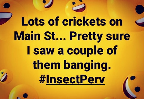 Ever see cricket sex? Ever see it on Main St? I have, but it was an accident... Promise! 😏 #Insect #Banging #InsectPerv #MainStreet #Stuff #Jokester #WesSmithComedy