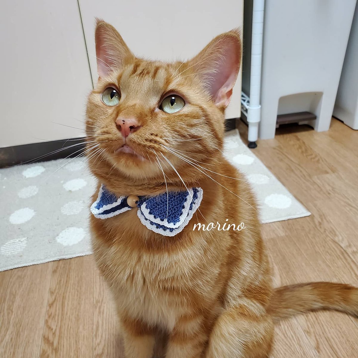 森乃 Itotonekoto Lupopo Cafe 様 初めて企画に参加させて頂きます タティングレースのアクセサリーや レース編みで猫の首輪を作っています 編み図から一生懸命考えて編んでいます まだ販売している作品は少ないですが 今後も頑張っていくので