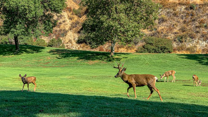 I saw this deer deer on the golf course today. https://t.co/NSxdC3lmzT<a href="/tag/peggysues"class="tags"><span>#peggysues</span></a>