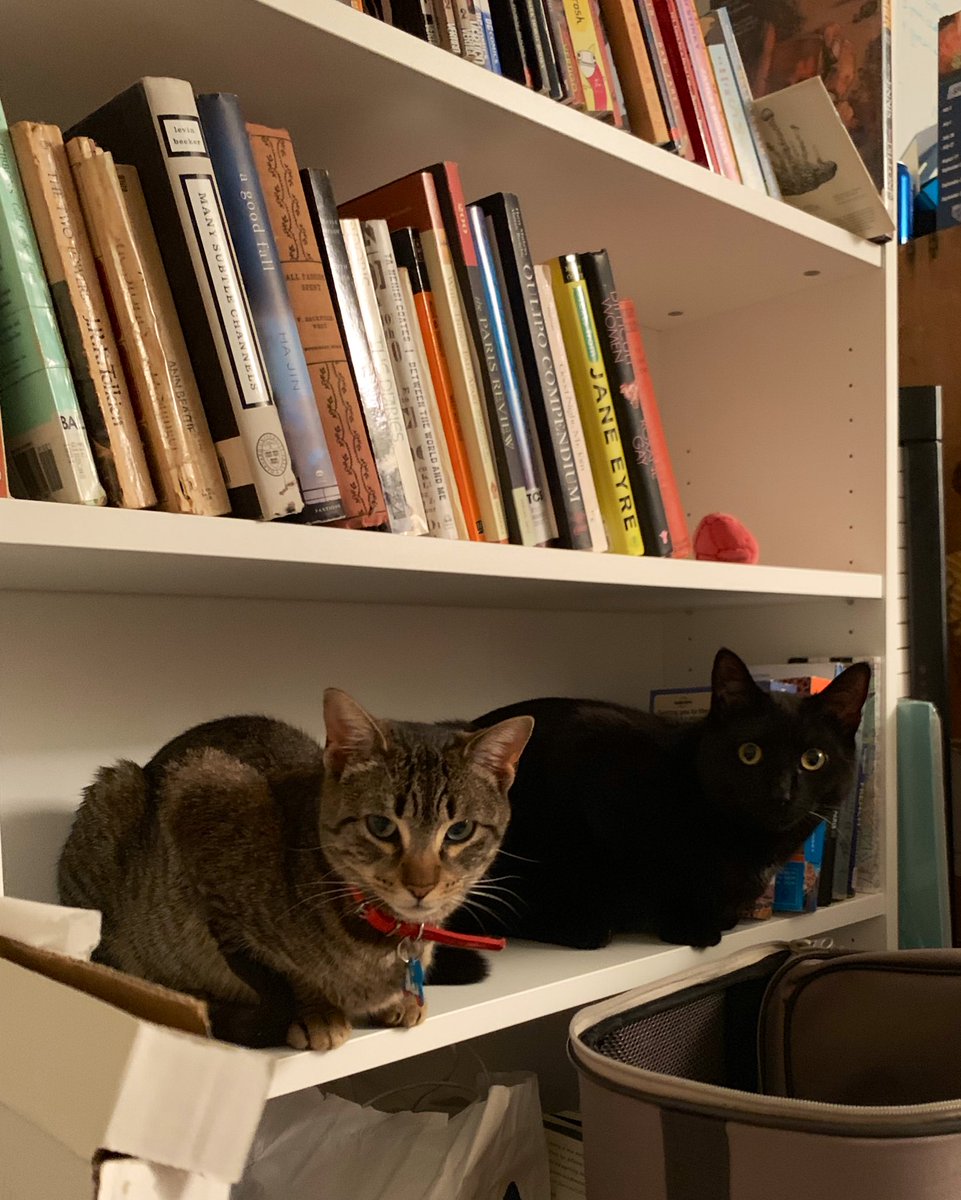 Ladies, if you see this on a man’s bookshelf, that’s a big green flag.