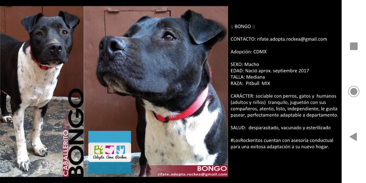 Adopta Ama Rockea (@adoptaamarockea) on Twitter photo Queridos followers! Nos ayudarían a compartir a #LosRockeritos adoptables!? Contacto: rifate.adopta.rockea@gmail.com
#GraciasTotales <a href="/AdoptaAmaRockea/">Adopta Ama Rockea</a> Queridos followers! Nos ayudarían a compartir a #LosRockeritos adoptables!? Contacto: rifate.adopta.rockea@gmail.com
#GraciasTotales <a href="/AdoptaAmaRockea/">Adopta Ama Rockea</a>