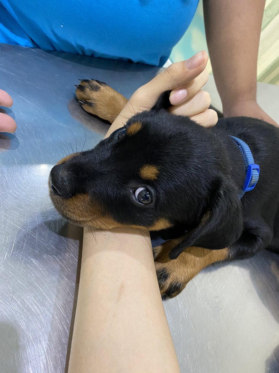 เจ้าของ : ระวังกัดนะคะ น้องเป็นรอตไวเลอร์ 

น้อง :