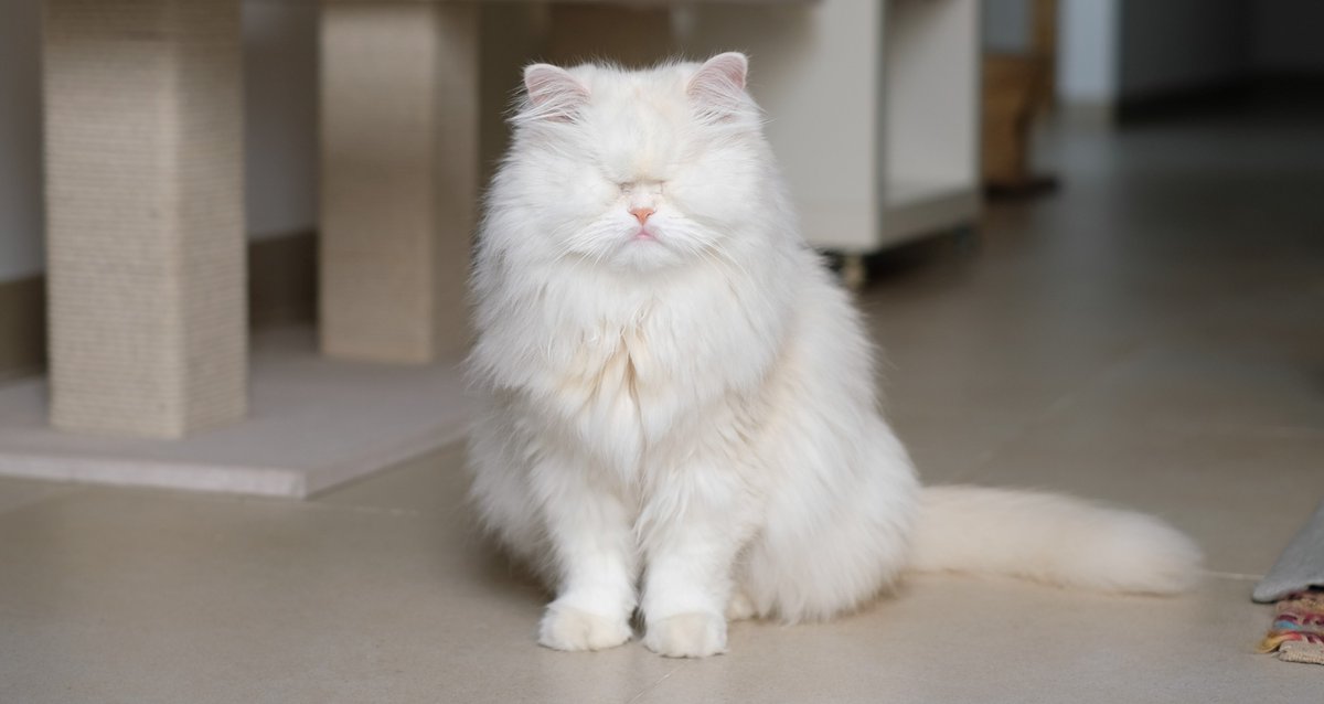 Happy lovely lady Tuesday!
#lovelyladytuesday #catsoftwitter https://t.co/z0hmeJWBiI