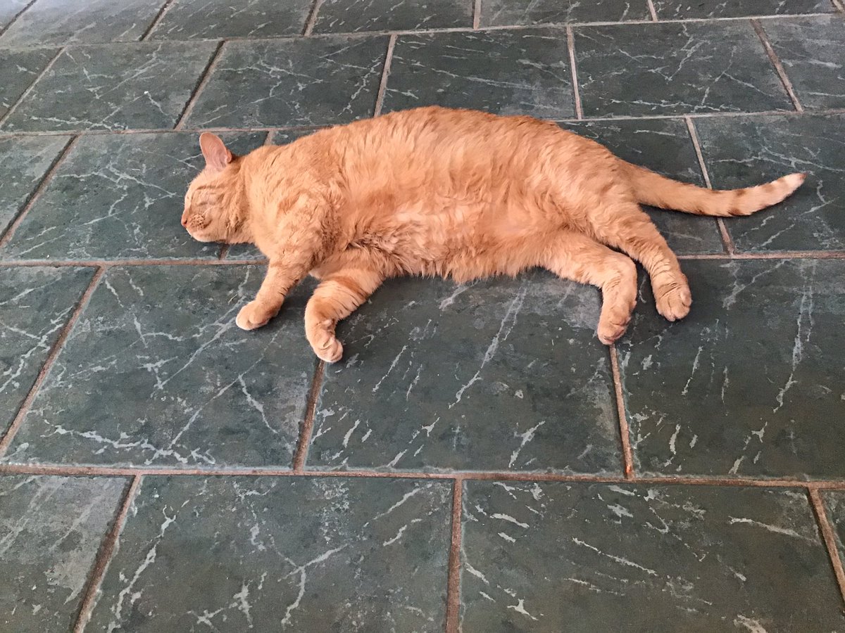 LemonDrop75's tweet image. Hi Mr. Bear.  I’m Pumpkin and my dog brother is in the picture, Coconut.  We don’t get along, so no pics of us together, but here I am.