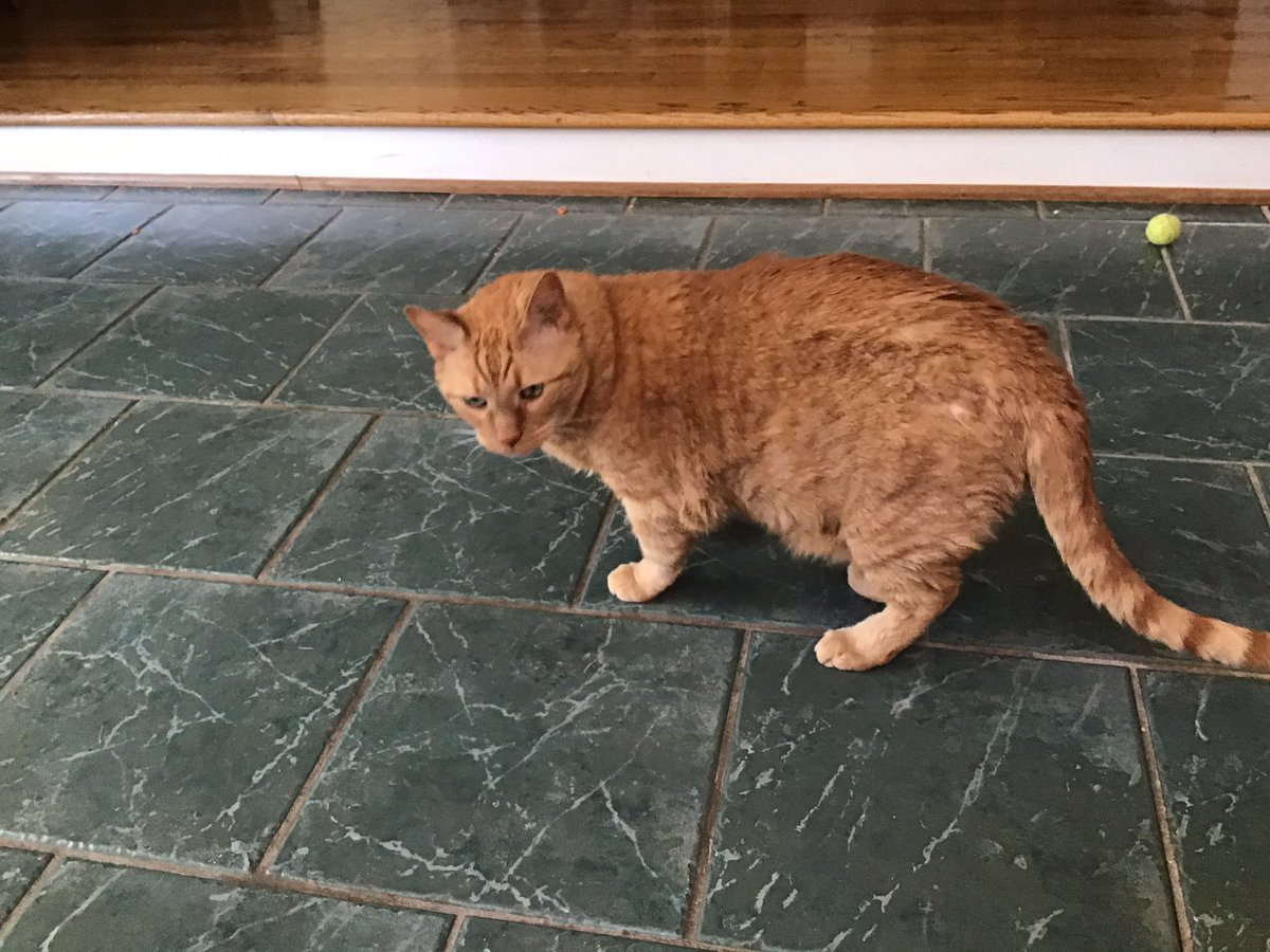 LemonDrop75's tweet image. Hi Mr. Bear.  I’m Pumpkin and my dog brother is in the picture, Coconut.  We don’t get along, so no pics of us together, but here I am.