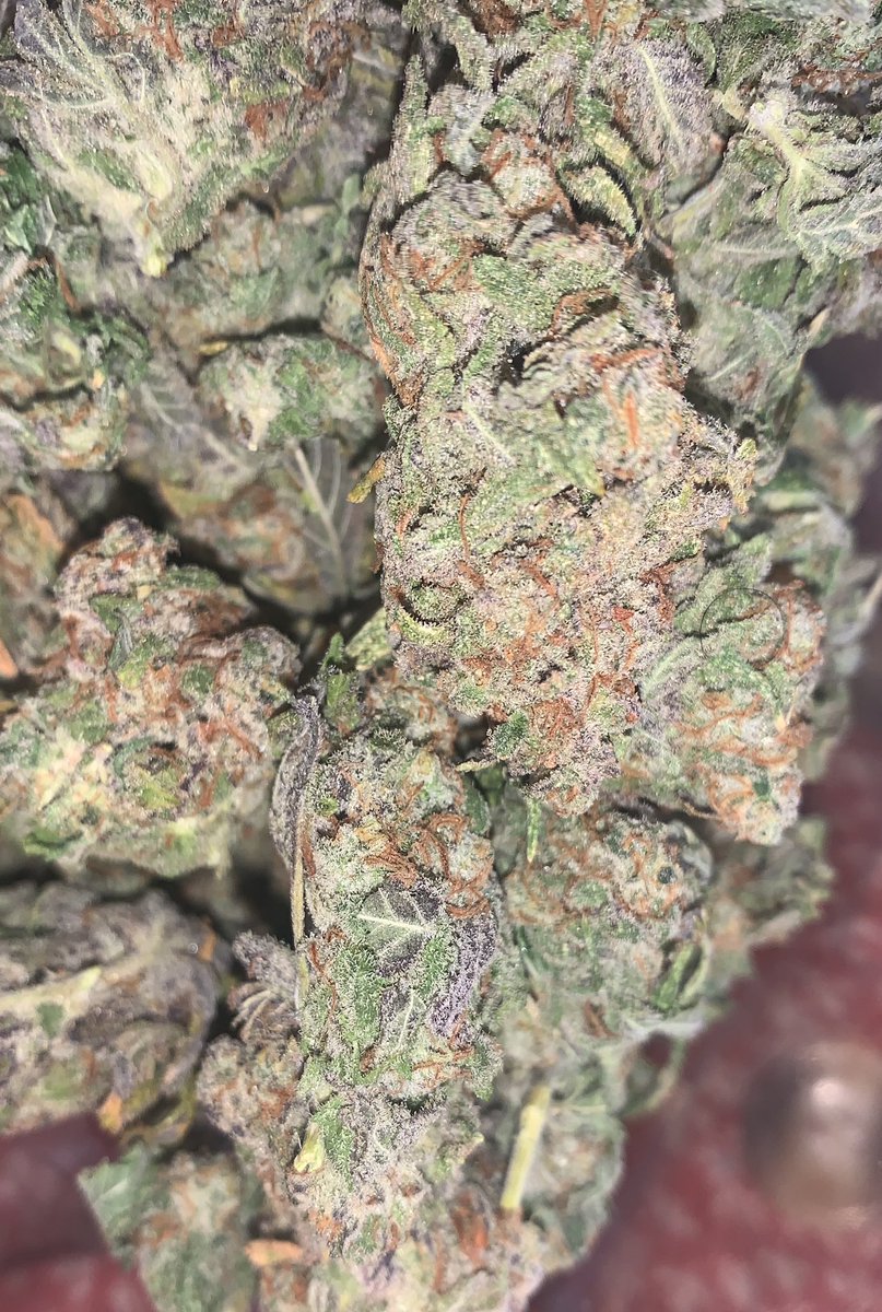 CUnsocial's tweet photo. when you have better bud then all the boys πππ #420smoke #420community #potfriendly https://t.co/SEHt7BLGtJ