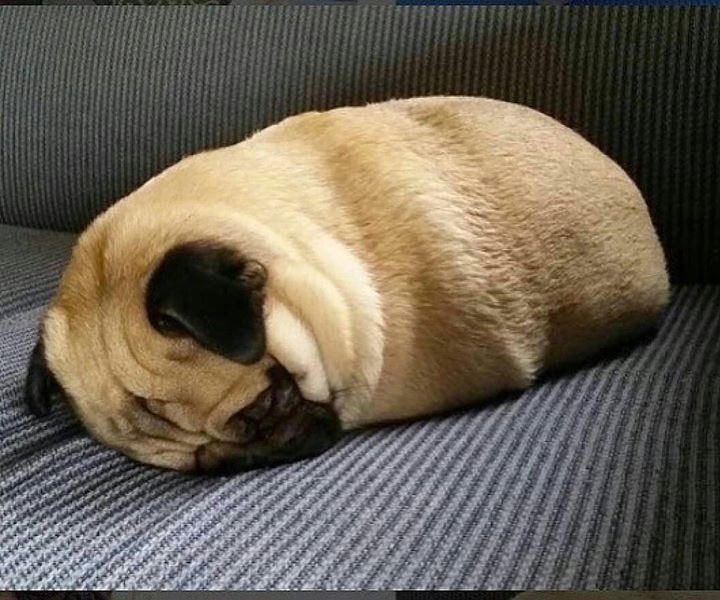 (i clearly have nothing going on) Ovi as baguette 