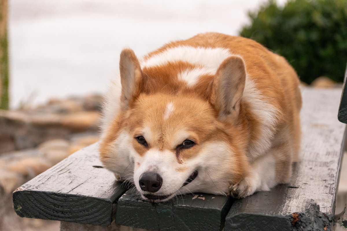 Russ the BlizzCorgi tweet media