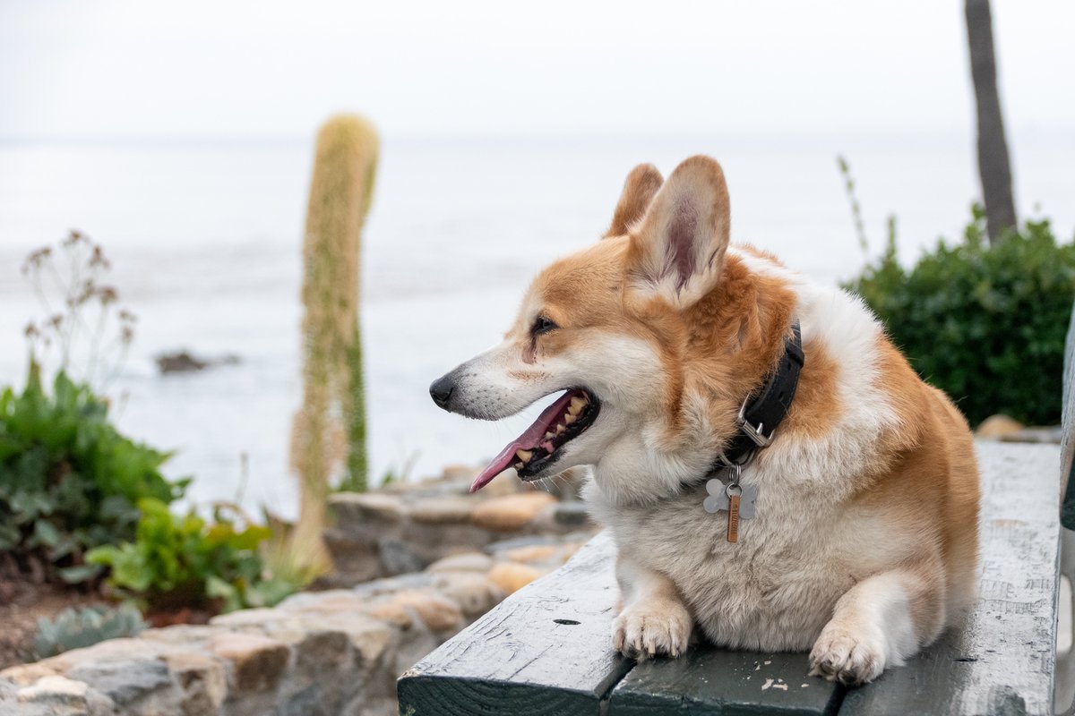 Russ the BlizzCorgi tweet media