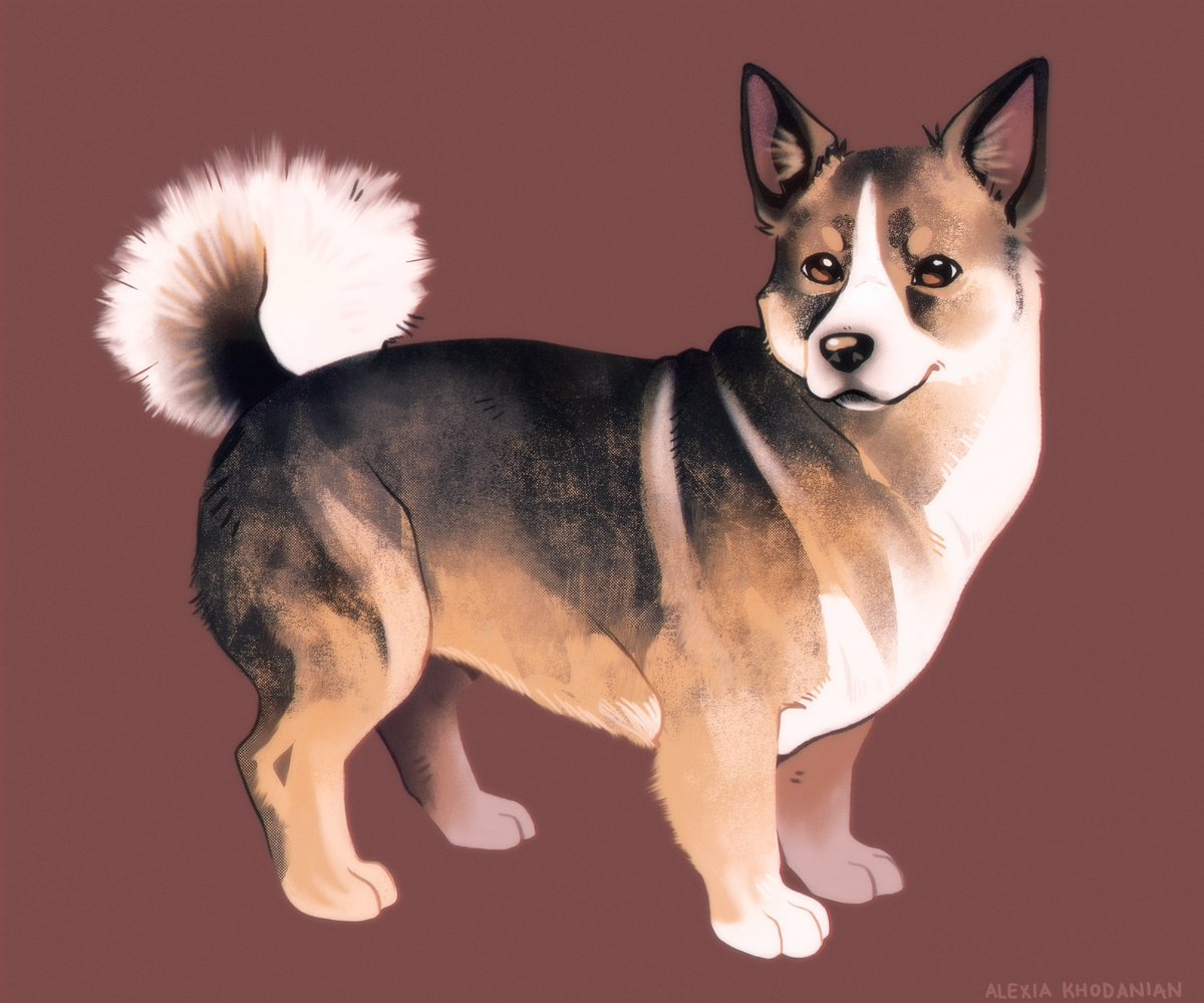  #doggust day 24: Swedish Vallhund! These are slowly getting more and more detailed and involved.....oopsie