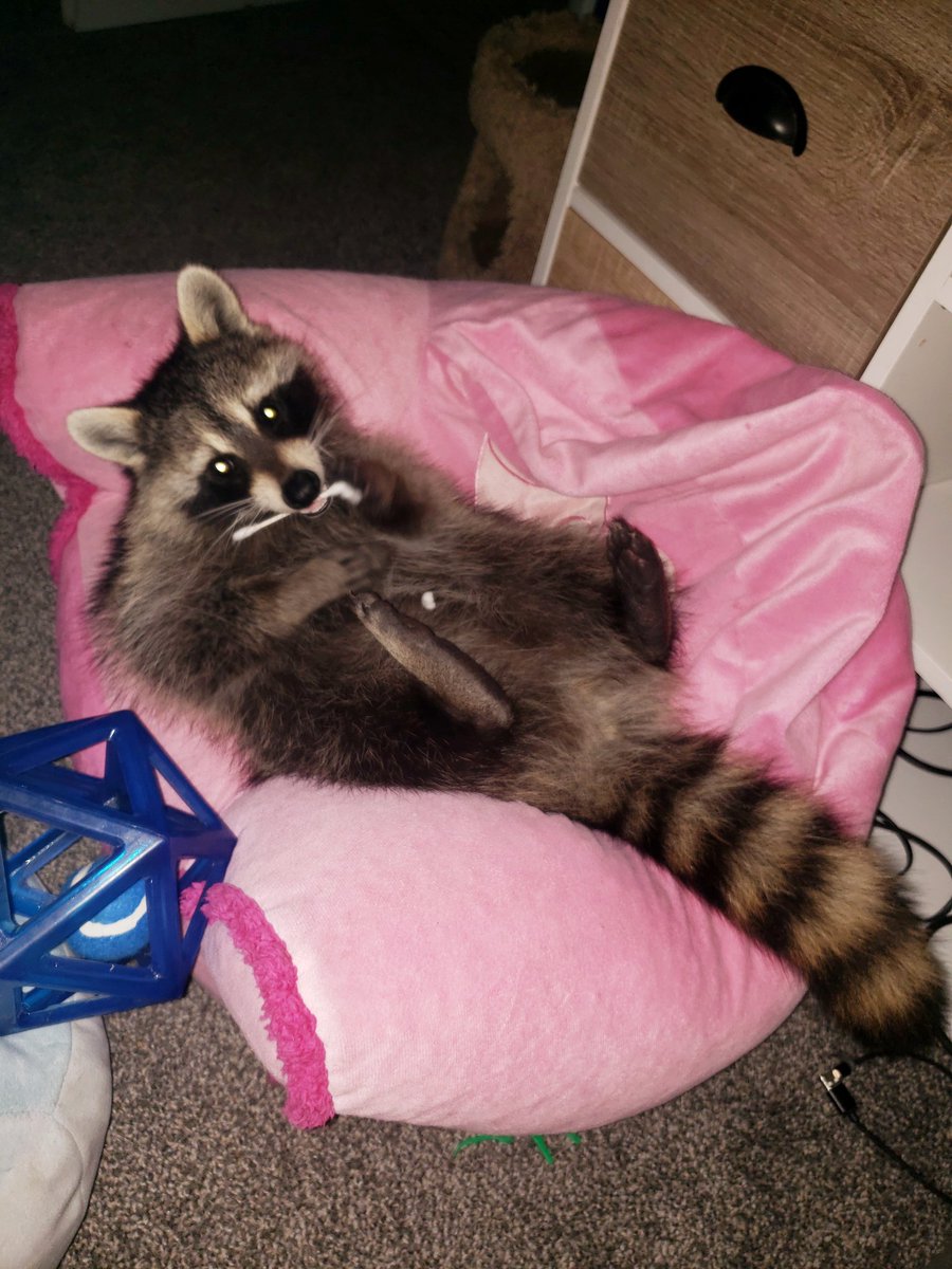 She loves her princess chair...and chewing on q-tips. Well, it keeps her busy while I try to read lol.
#raccoonmomma #raccoonlover #petraccoon