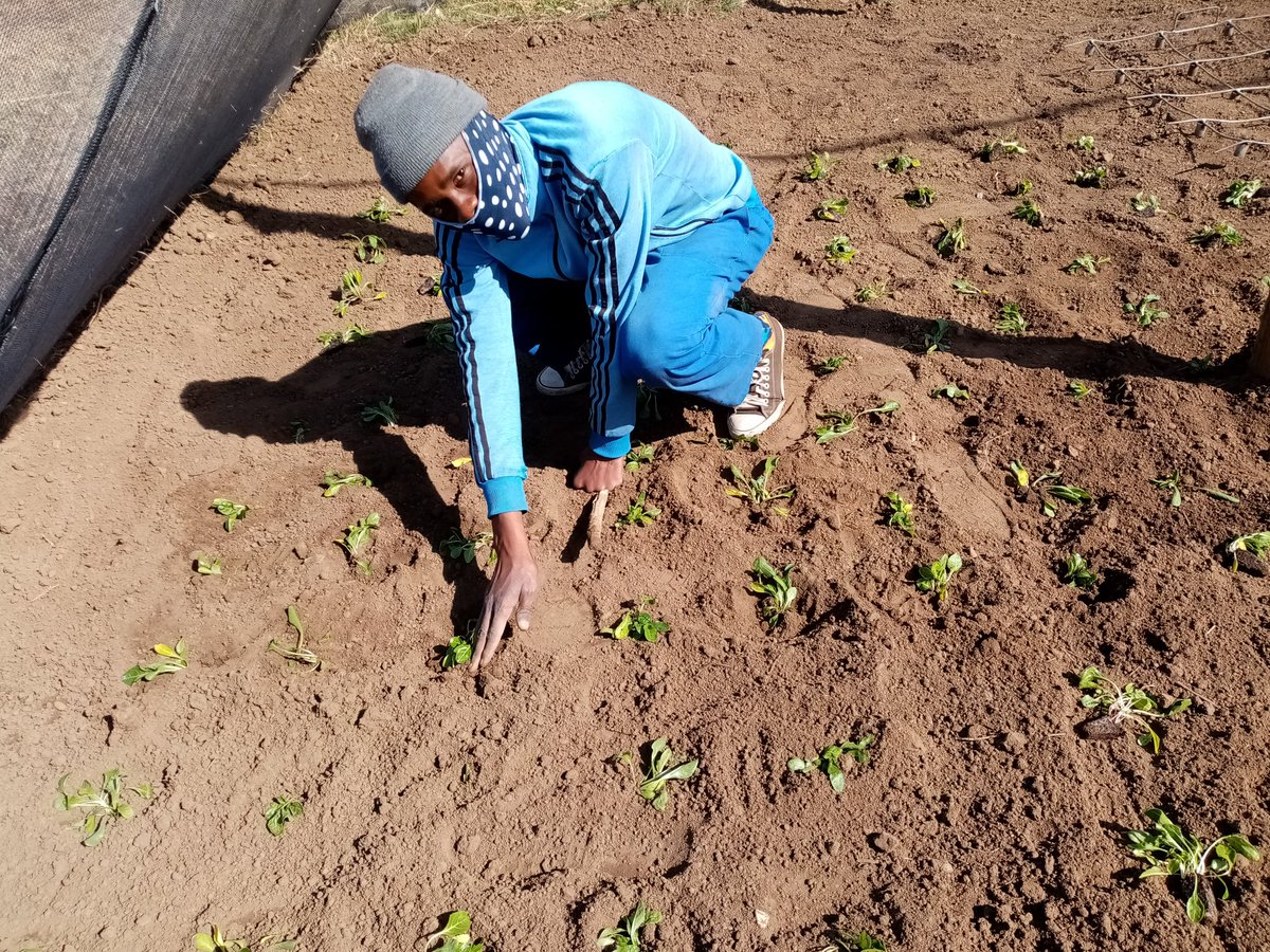 SenzushintshoC's tweet photo. Never Underestimate the power of a planted seed today as it carries the Future.
Plantation taking place on open land.

#Class_of_2020
#Future_Agripreneurs
#We_Making_Change https://t.co/M11dtuRiRC