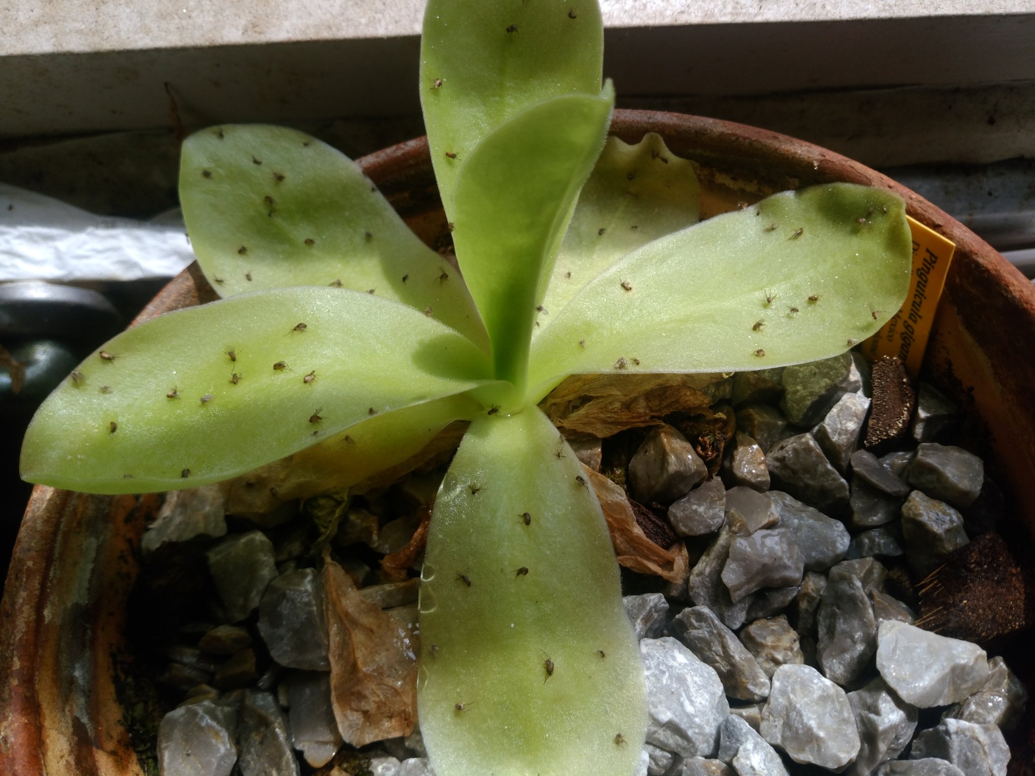 Nishigai ムシトリスミレ ギガンティア 栽培3年目 元気にコバエを捕食 T Co Ra90yv98dm Twitter