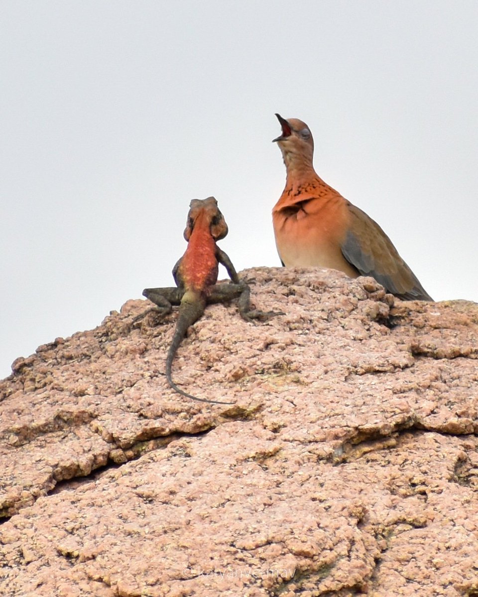 Friendship or A Call to the Fight?
#LaughingDove & #RockAgama 
#shotbykalyanv #kalyanvermav
#indianwildlife #peninsularrockagama #reptiles #birdphotography #birdwatching