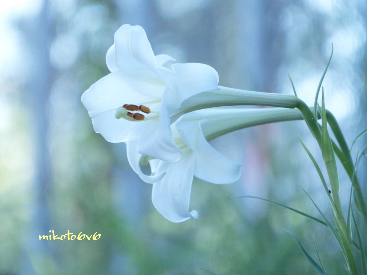 Mikoto 花の外側に縞が無く真っ白なので テッポウユリ と思いきや 葉が細く夏に咲いているので タカサゴユリ いや シンテッポウユリ かも 花言葉 純潔 甘美 威厳 無垢 新鉄砲百合 ユリ 百合 花 キリトリセカイ Lily Flower Nikon