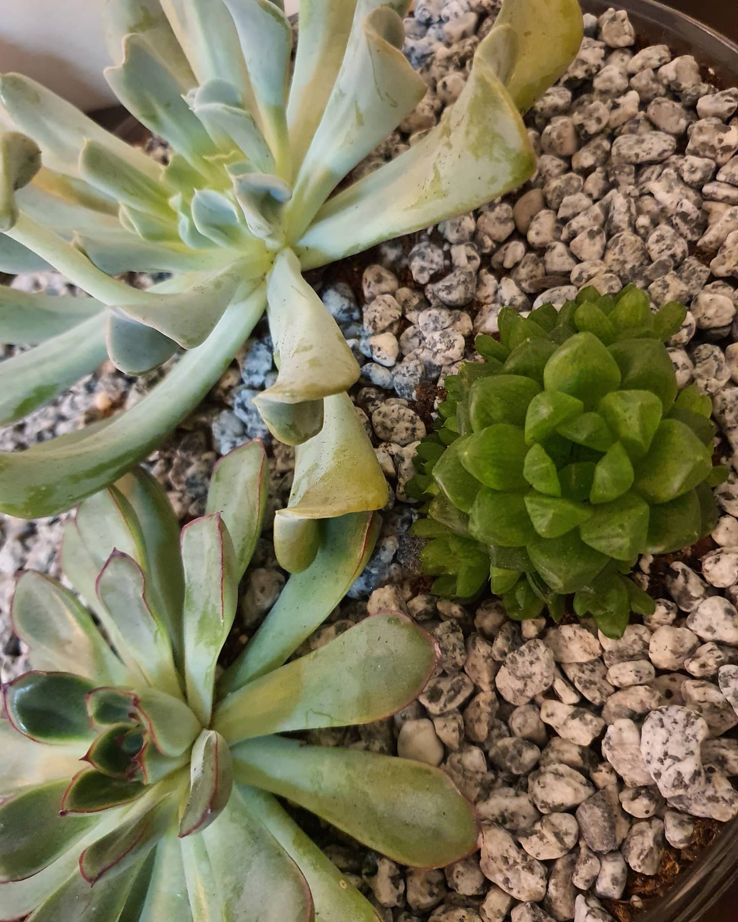 Succulents&plants_junction on Twitter