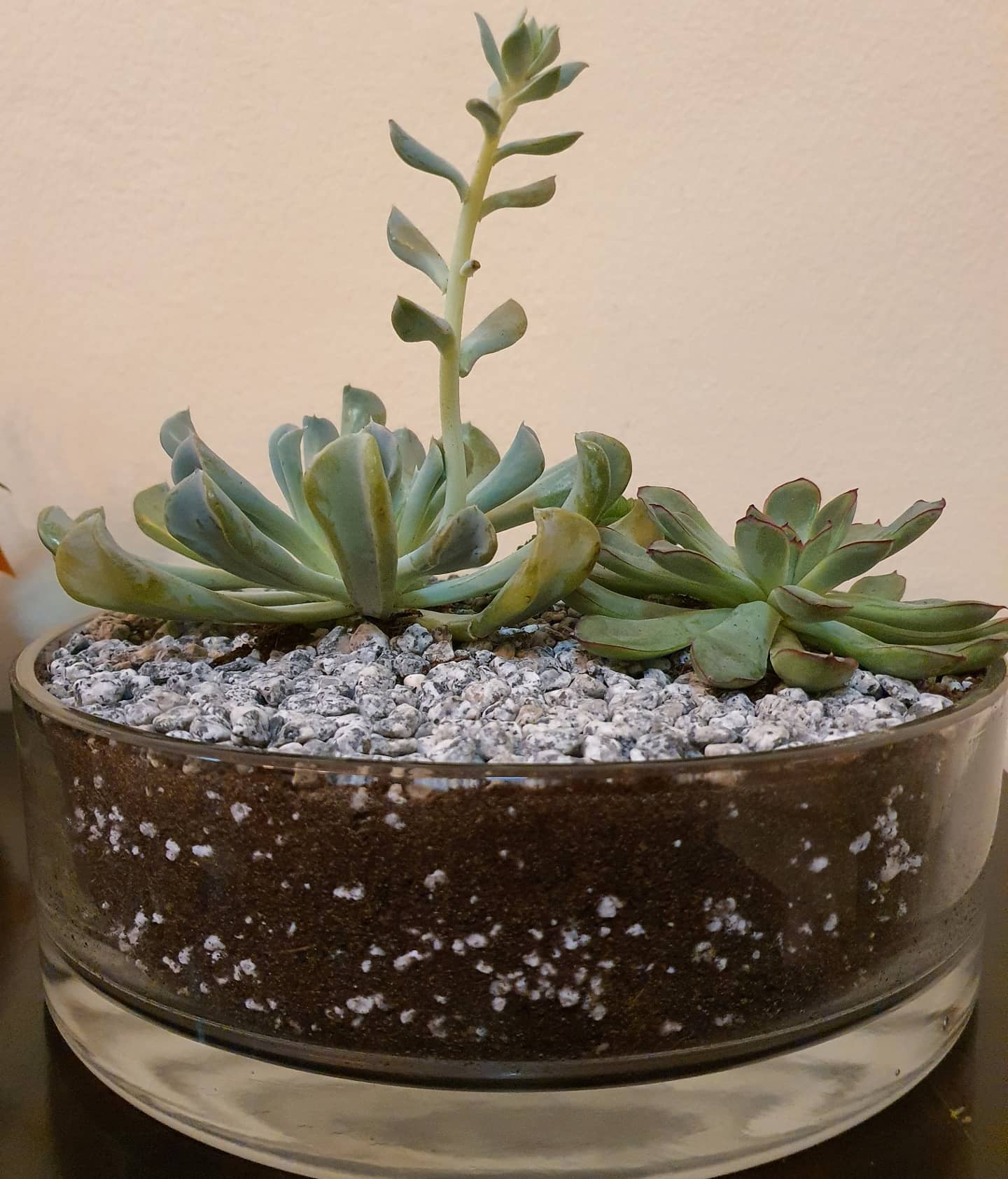 Succulents&plants_junction on Twitter