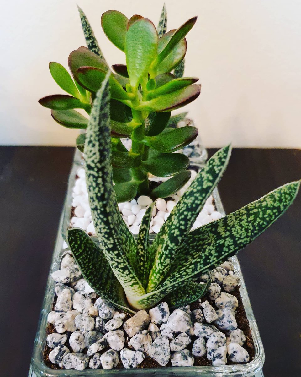 Succulents&plants_junction (plantsjunction) Twitter