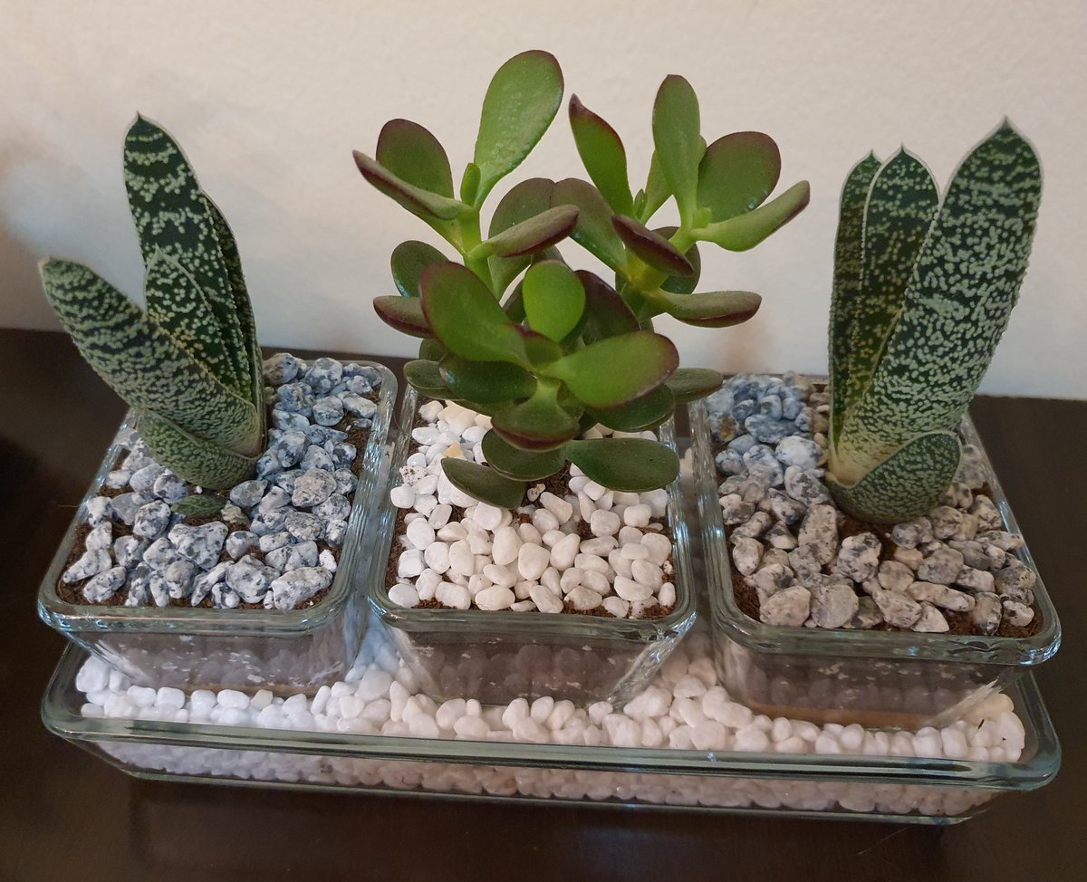 Succulents&plants_junction (plantsjunction) Twitter